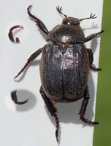 Hoplia philanthus